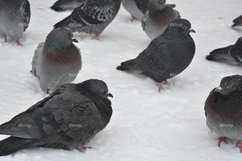 birds doves on a snowy street