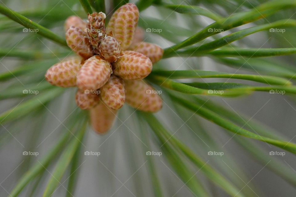 baby pinecones