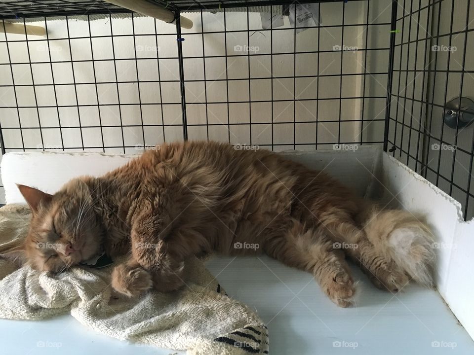 Tiny cat falls asleep 