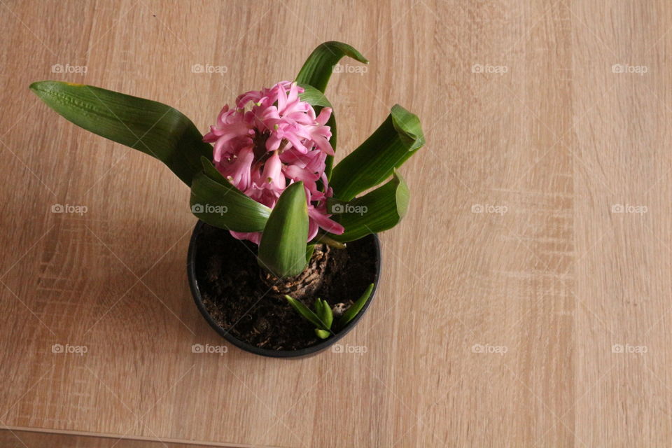 Flowers on wood table