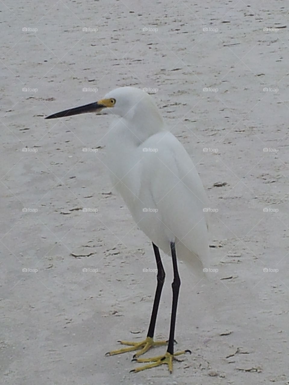 egret