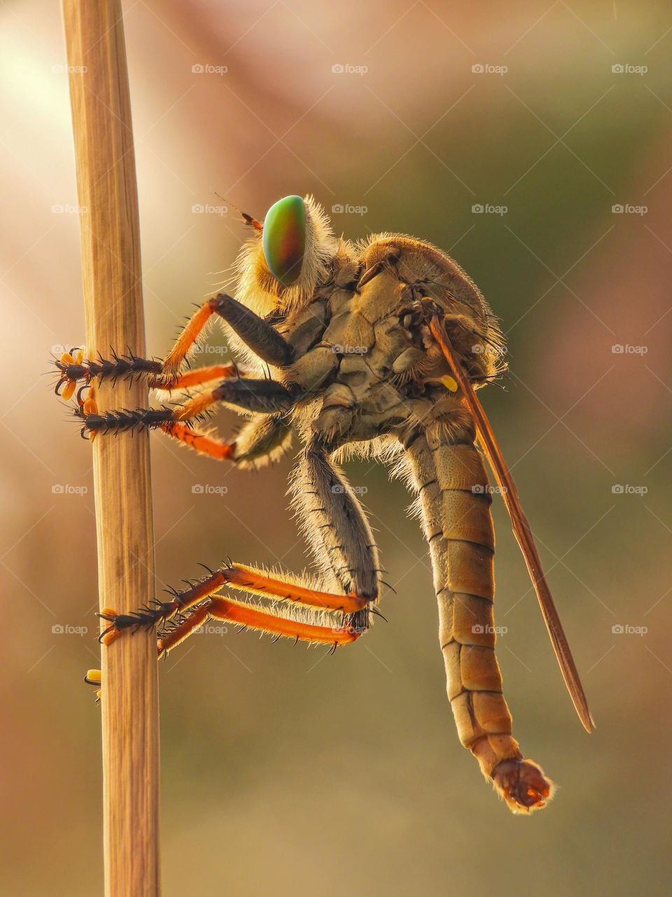 Rainbow of Robberfly