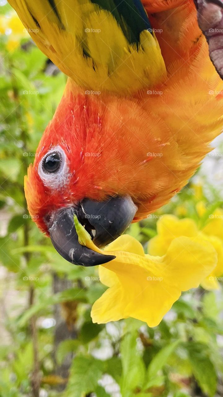 Birds and bees beauty