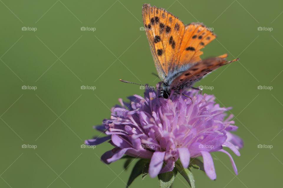 Butterfly feeding from flower