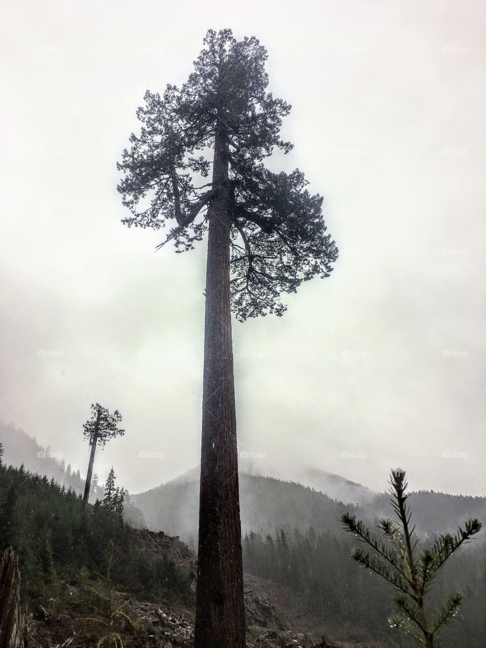 Big Lonely Doug is a gargantuan, old-growth Douglas-fir tree standing alone in a recent logging clearcut near Port Renfrew.  Lonely Doug is a tree with a trunk as wide as a living room and stands taller than a downtown skyscraper.  Doug’s total size comes in just behind the current champion Douglas-fir, the Red Creek Fir, the world’s largest, which grows just one valley over.