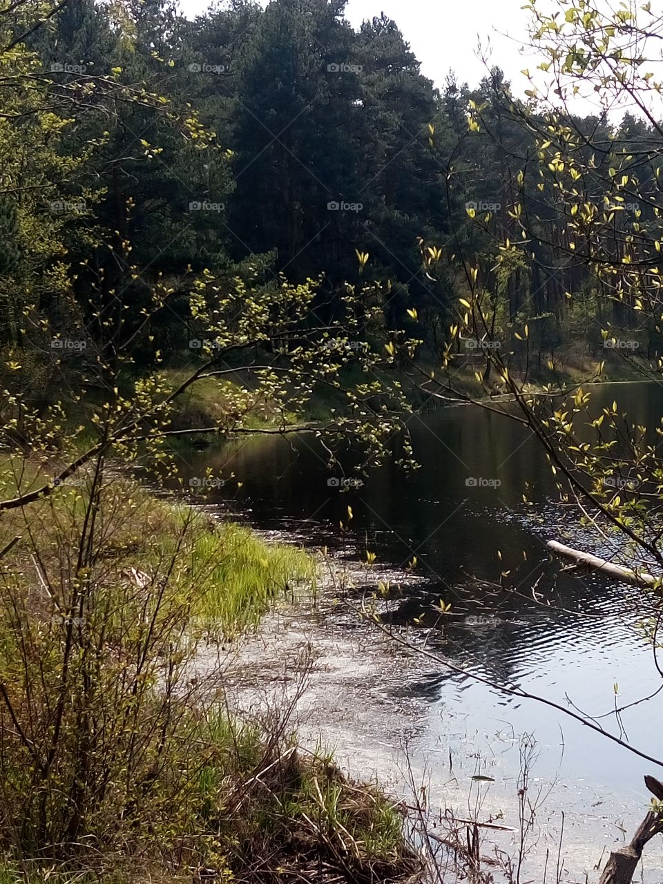 polish nature | spring at the river pools