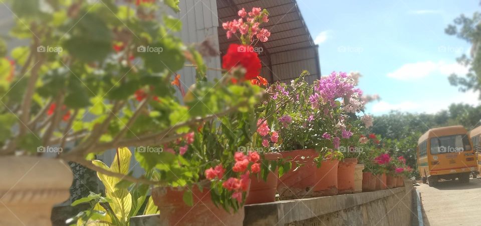 Blooms in a row 🌸💕