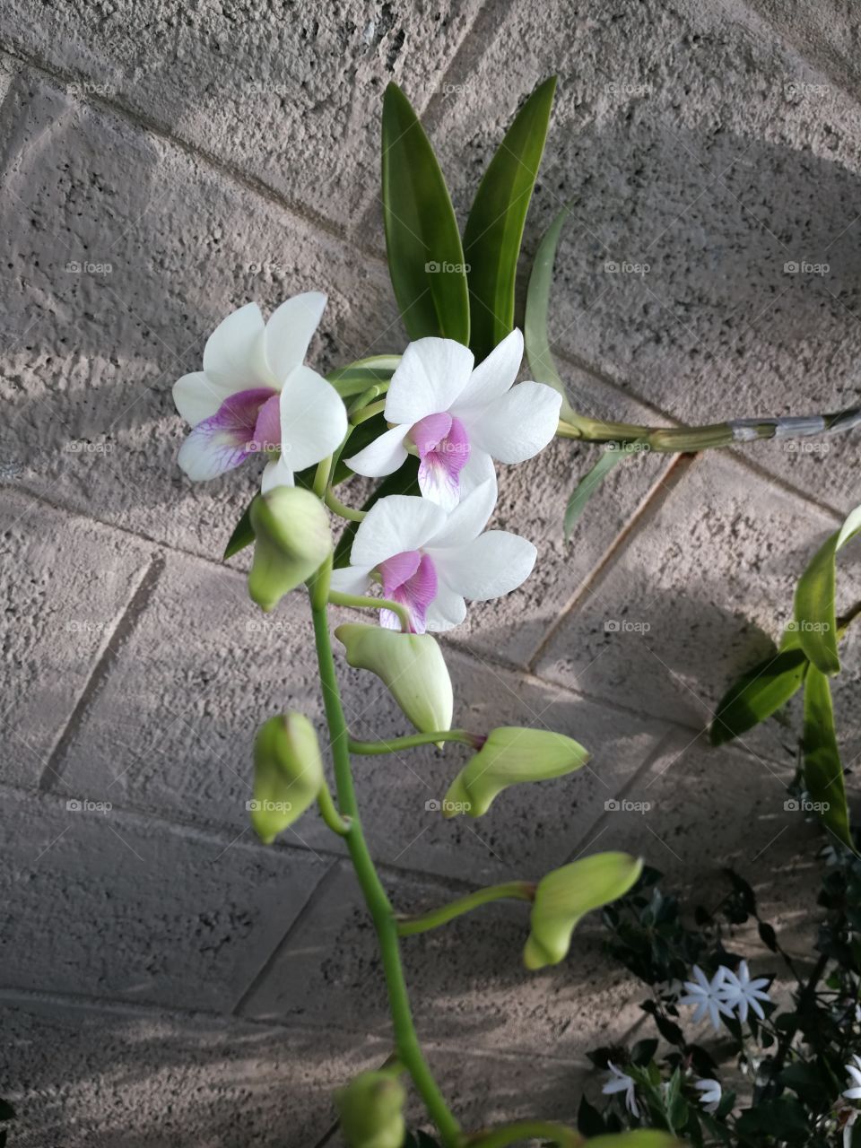 Orchid