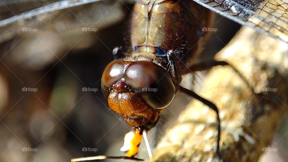 Dragonfly trying to eat an insect with its teeth, scary dragonfly, scary insects, scary