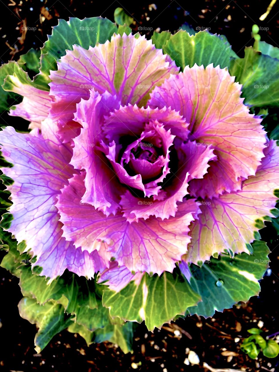 Ornamental Kale in California Winter Garden 