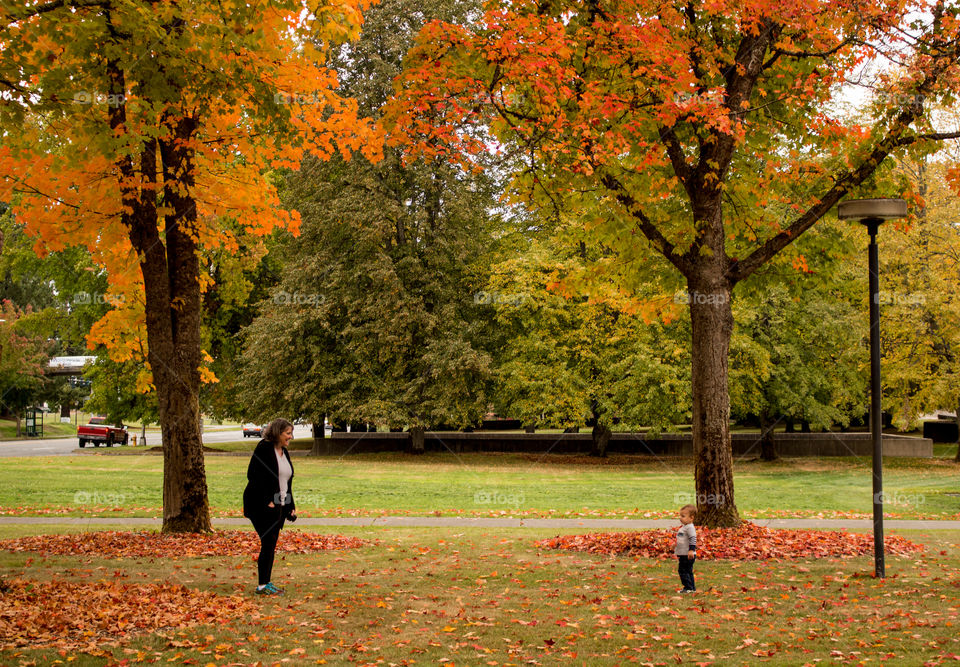 Fall, Leaf, Tree, Park, Maple