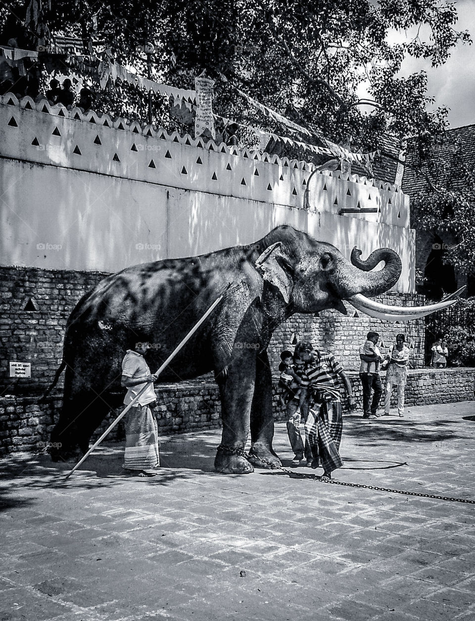 Nadungamuwa Raja- Elephant who carry Budhdha tooth relic in Kandy Esala perehara festival. Kandy -Sri Lanka