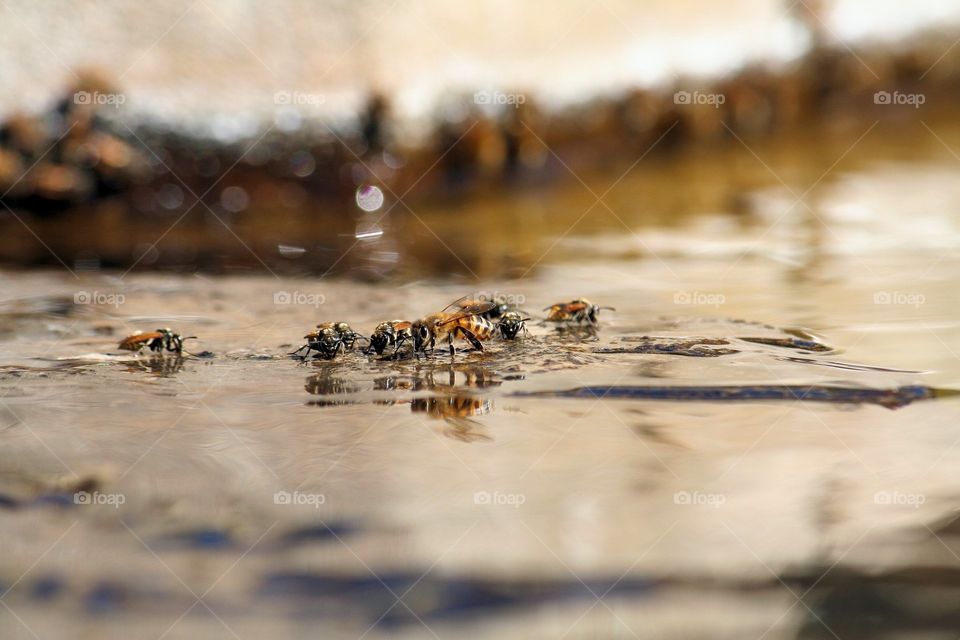 Reflection of honey bees in water