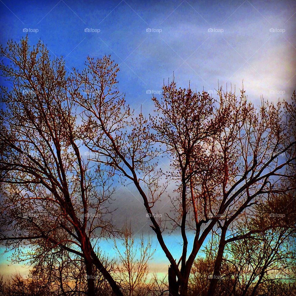 Sunset through the trees 