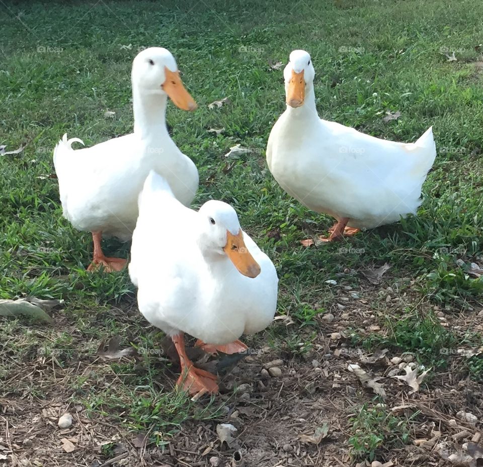 Pekin Ducks 