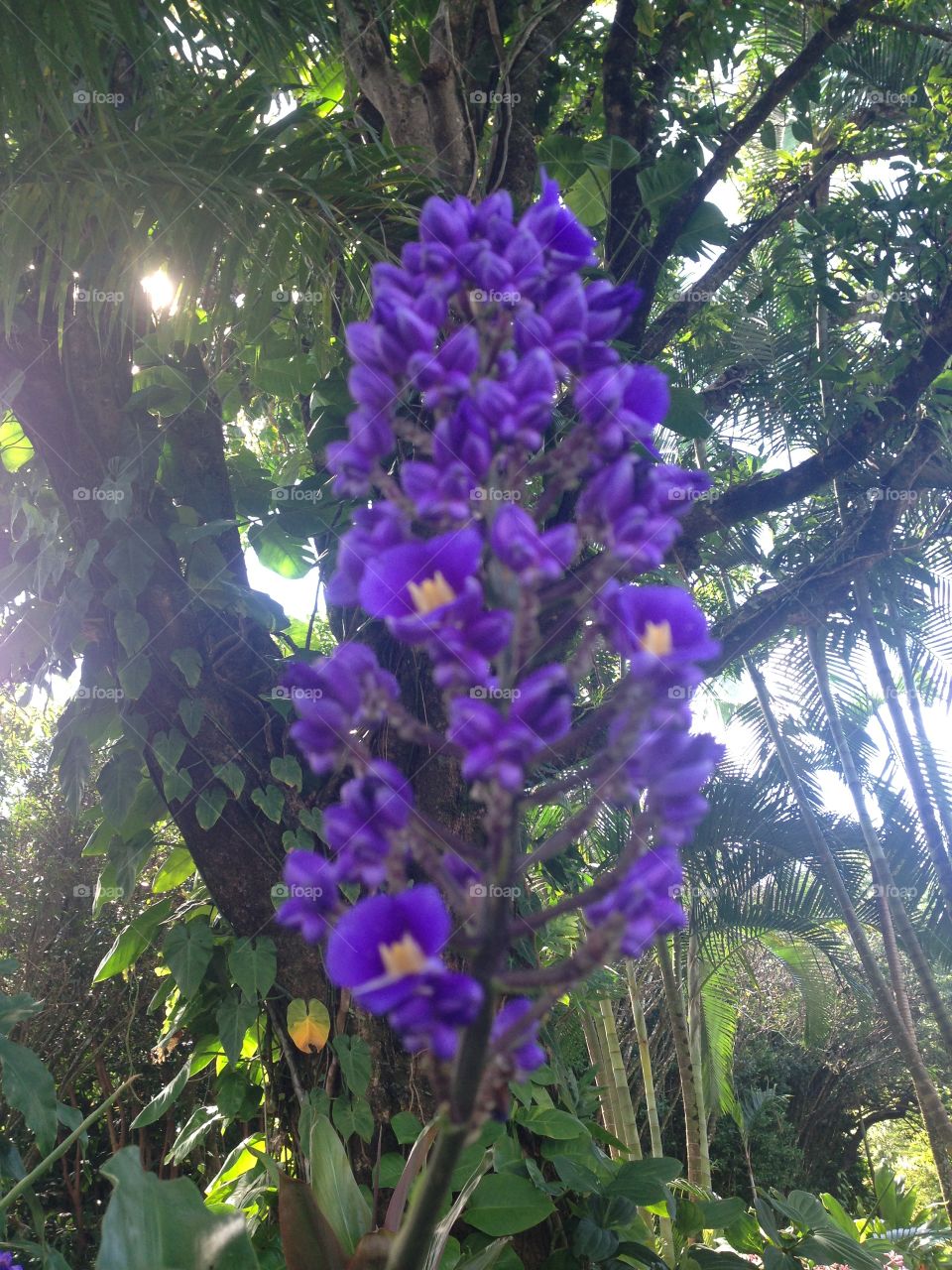 Purple flower