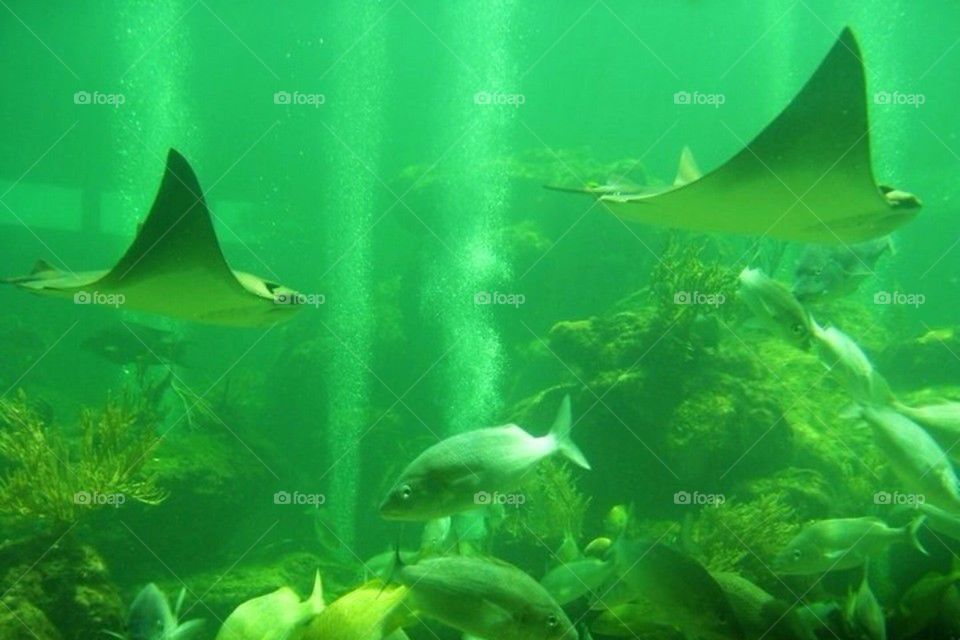 Underwater fish