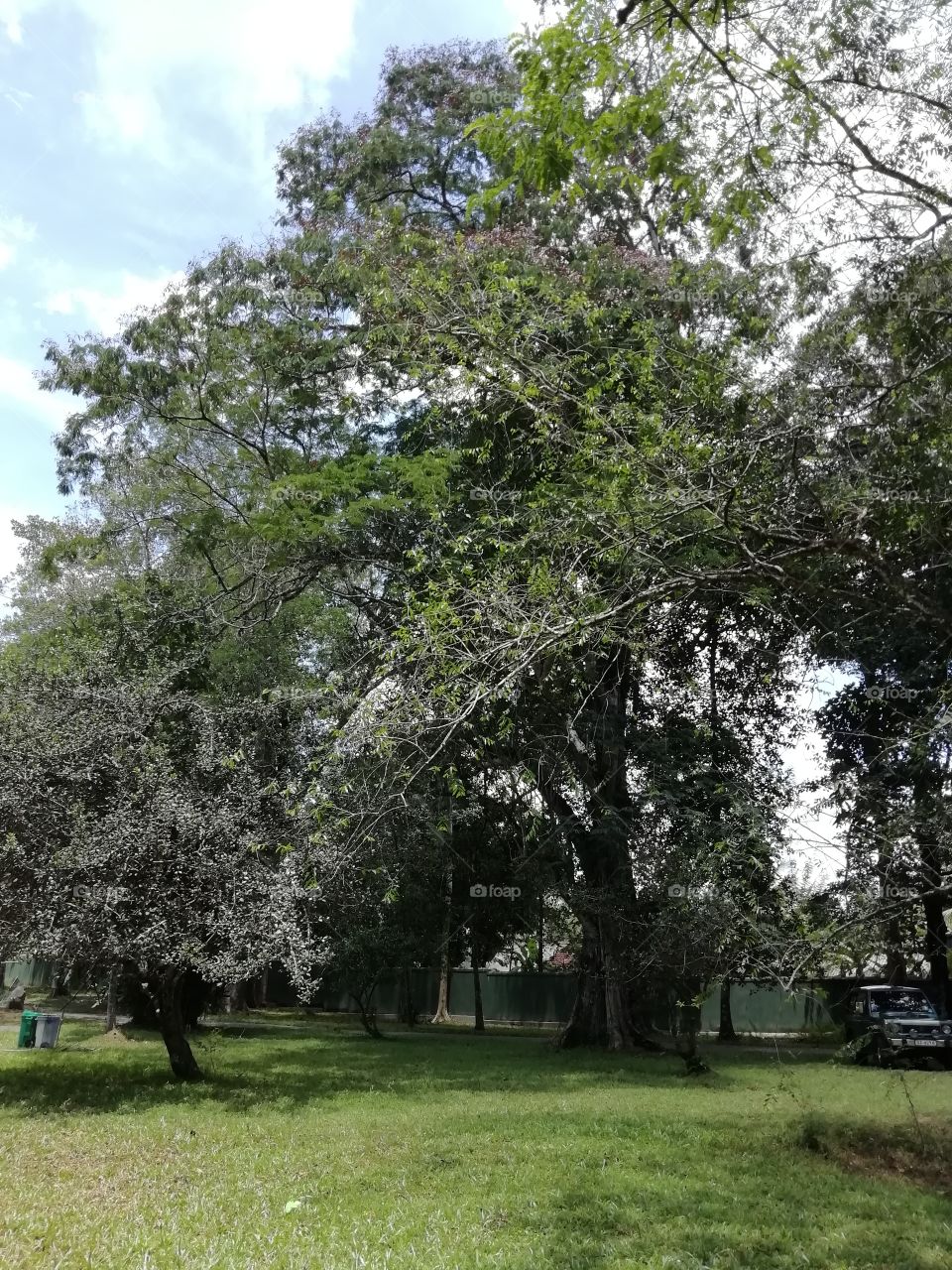 Random clicks # massive tree