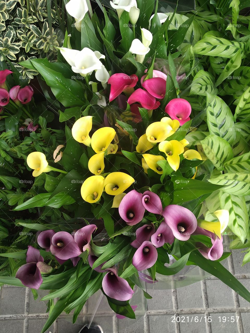 diversos colores de calas