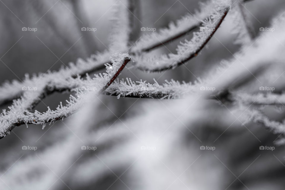 Delicately frozen bunch of tree branches