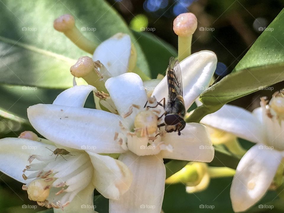 Black and orange banded south Australian bee gathering nectar from an orange tree blossom