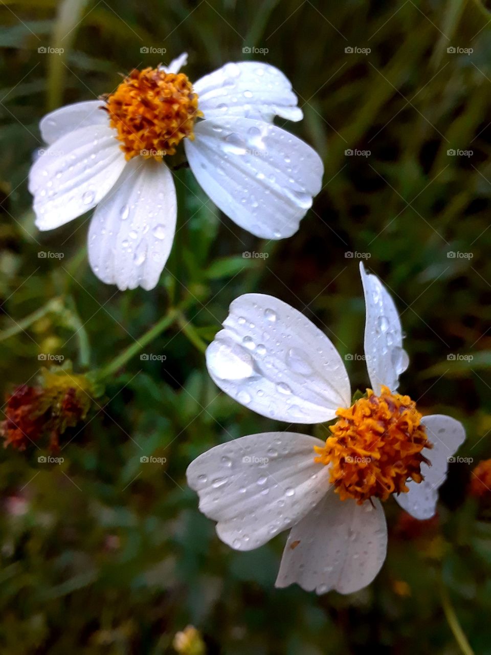 wildflower whites