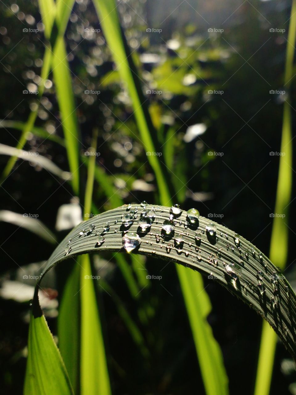 rain drops on grass