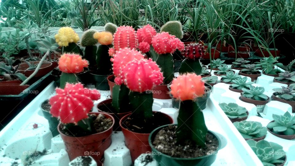 Pinky cacti