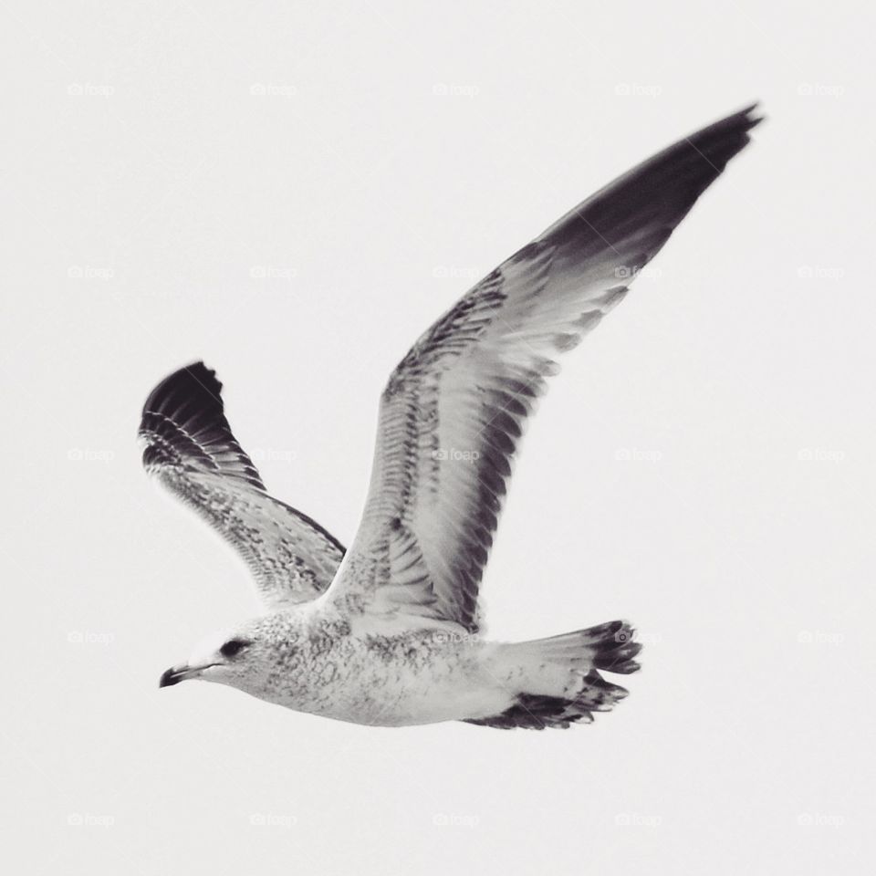 Flying gull in black and white 