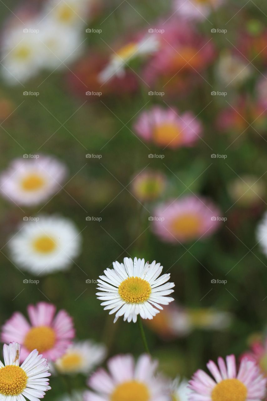 A close up of Small daisies clustered together.