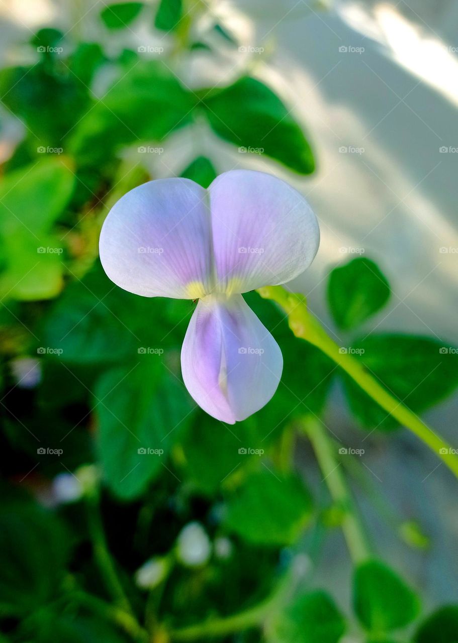 sow beans reap beans
