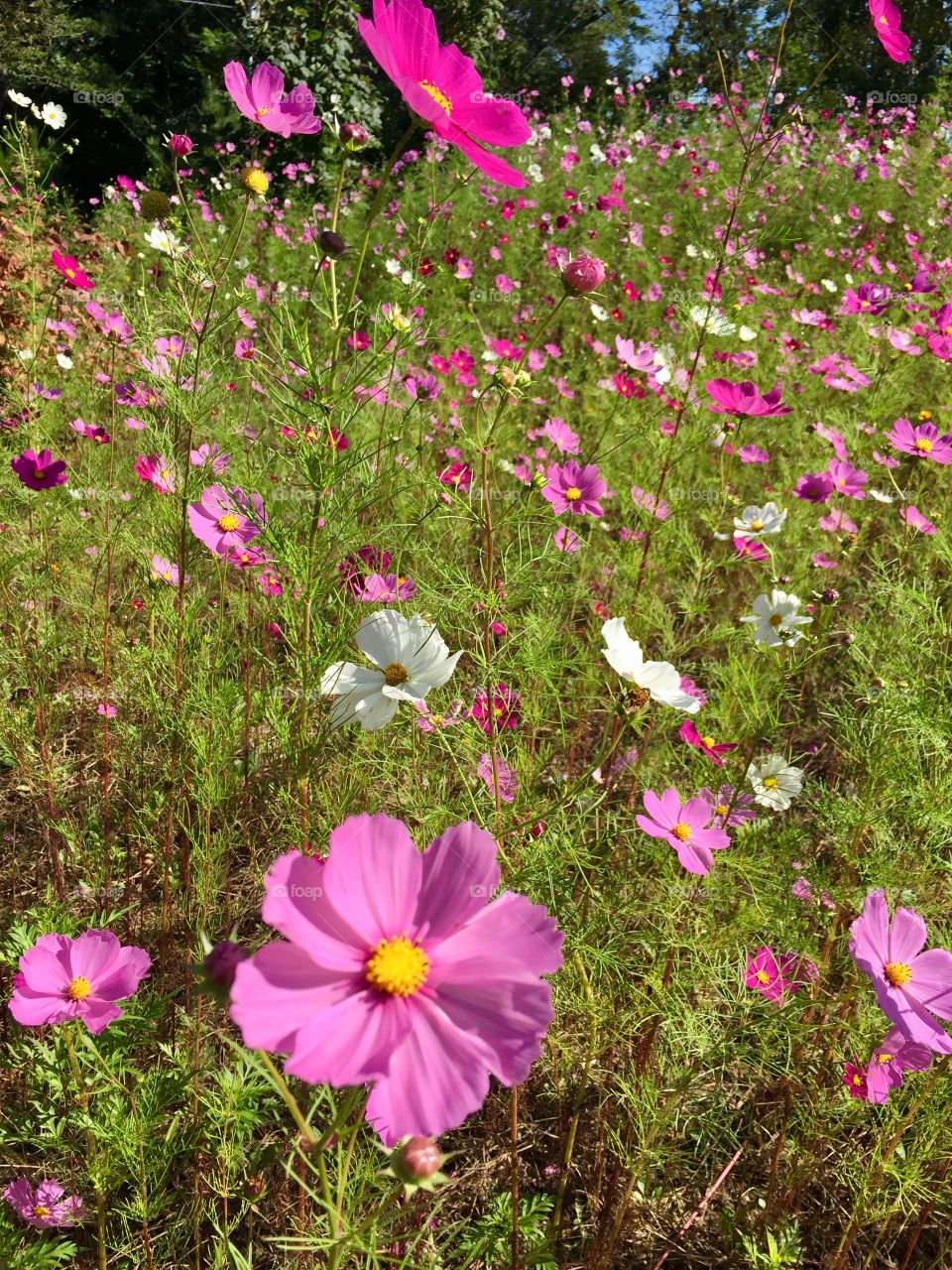 Cosmos Flowers 