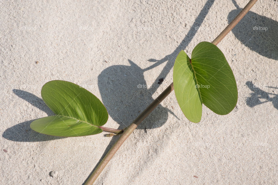 Wild Plant Leaves look like butterfly with Shadow