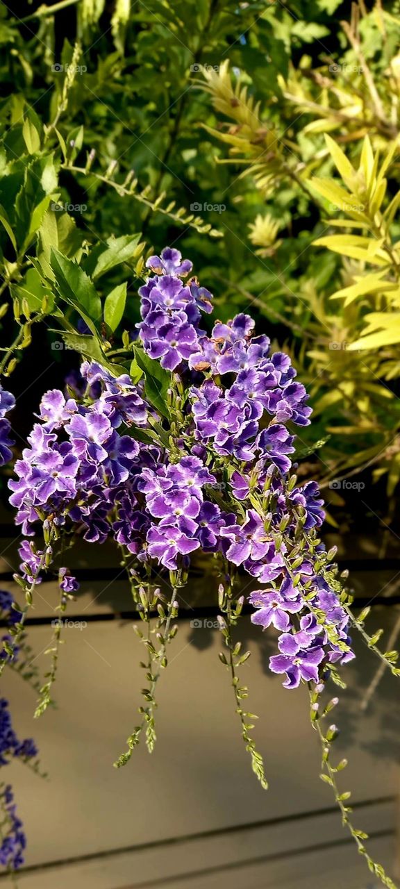 Duranta erecta