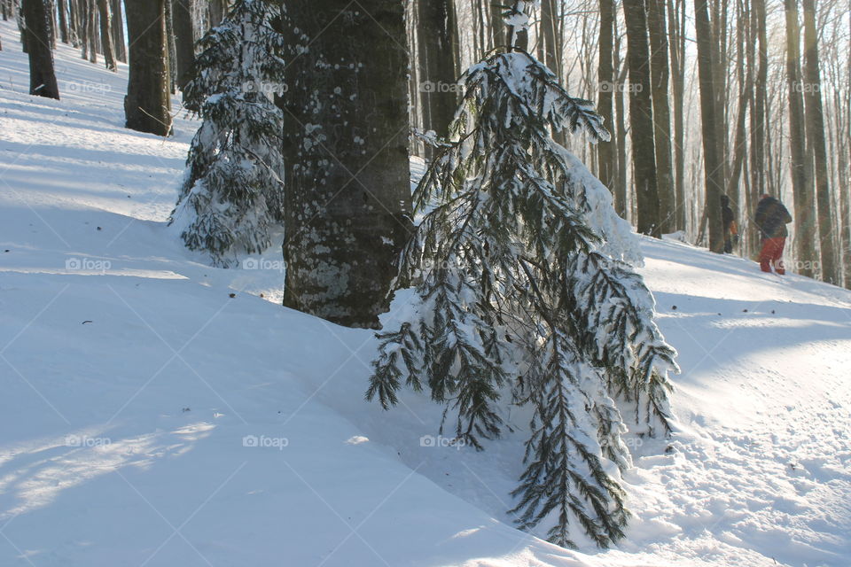 Sun winter in Ukraine