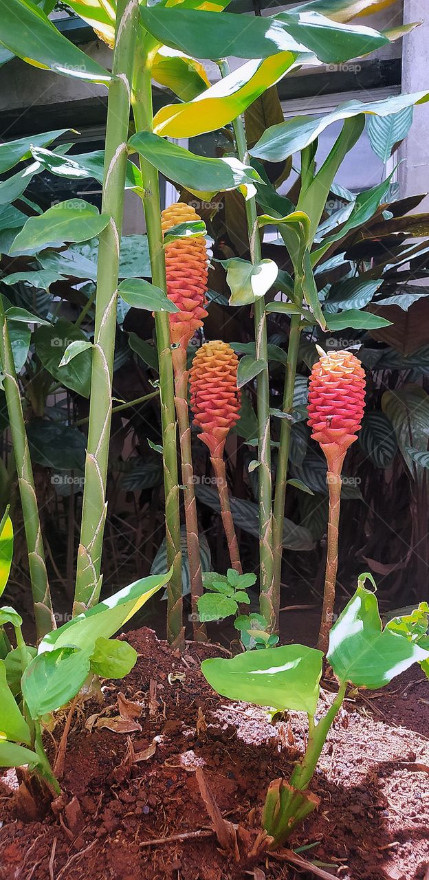 edição com snapesad planta no jardim destacando a cor e a beleza com muitos brotos