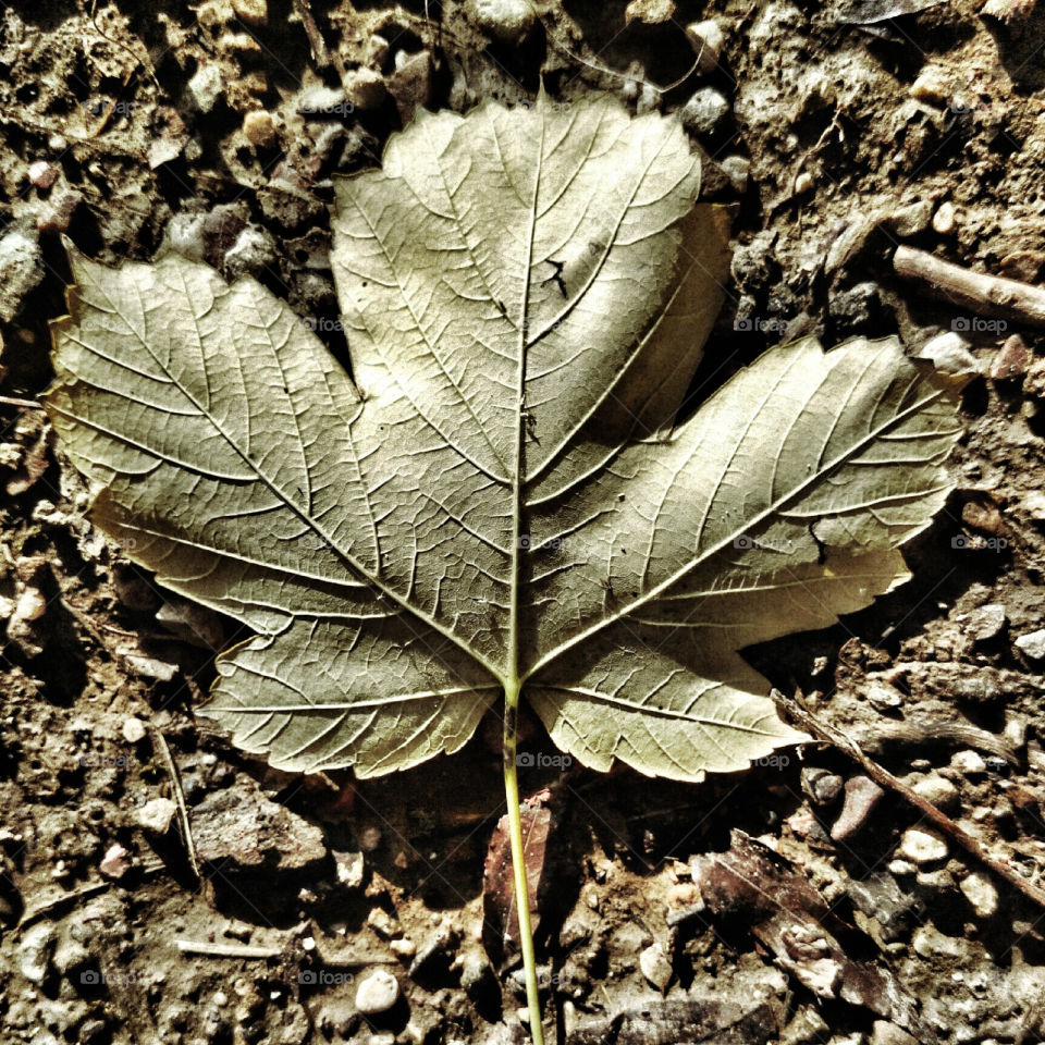 leaf. leaf on the ground 