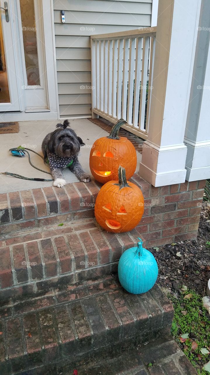 Dog posing with pumpkins