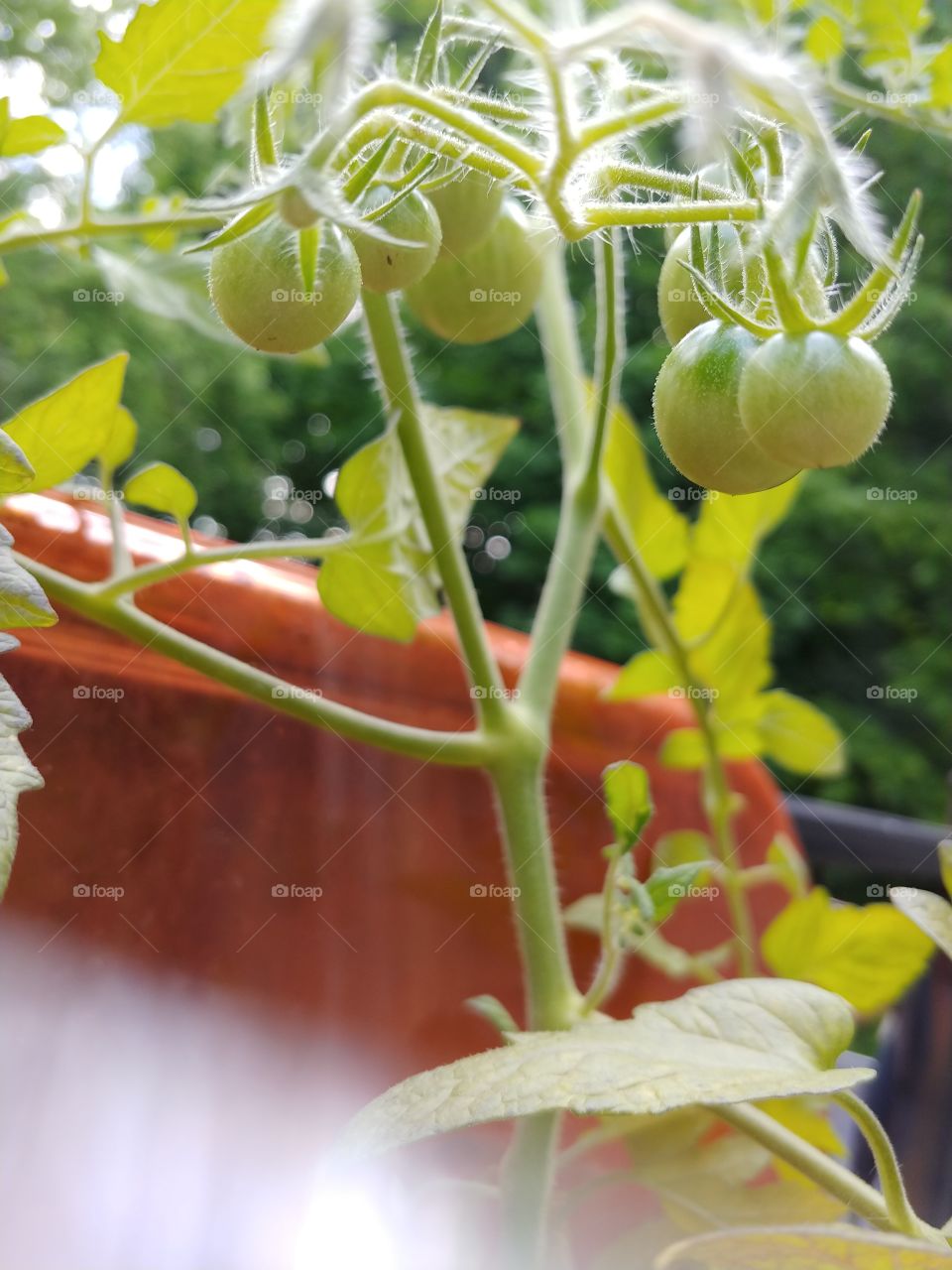 here is a different angle of the same tomato branch. i cant wait to try some in a nice salad.
