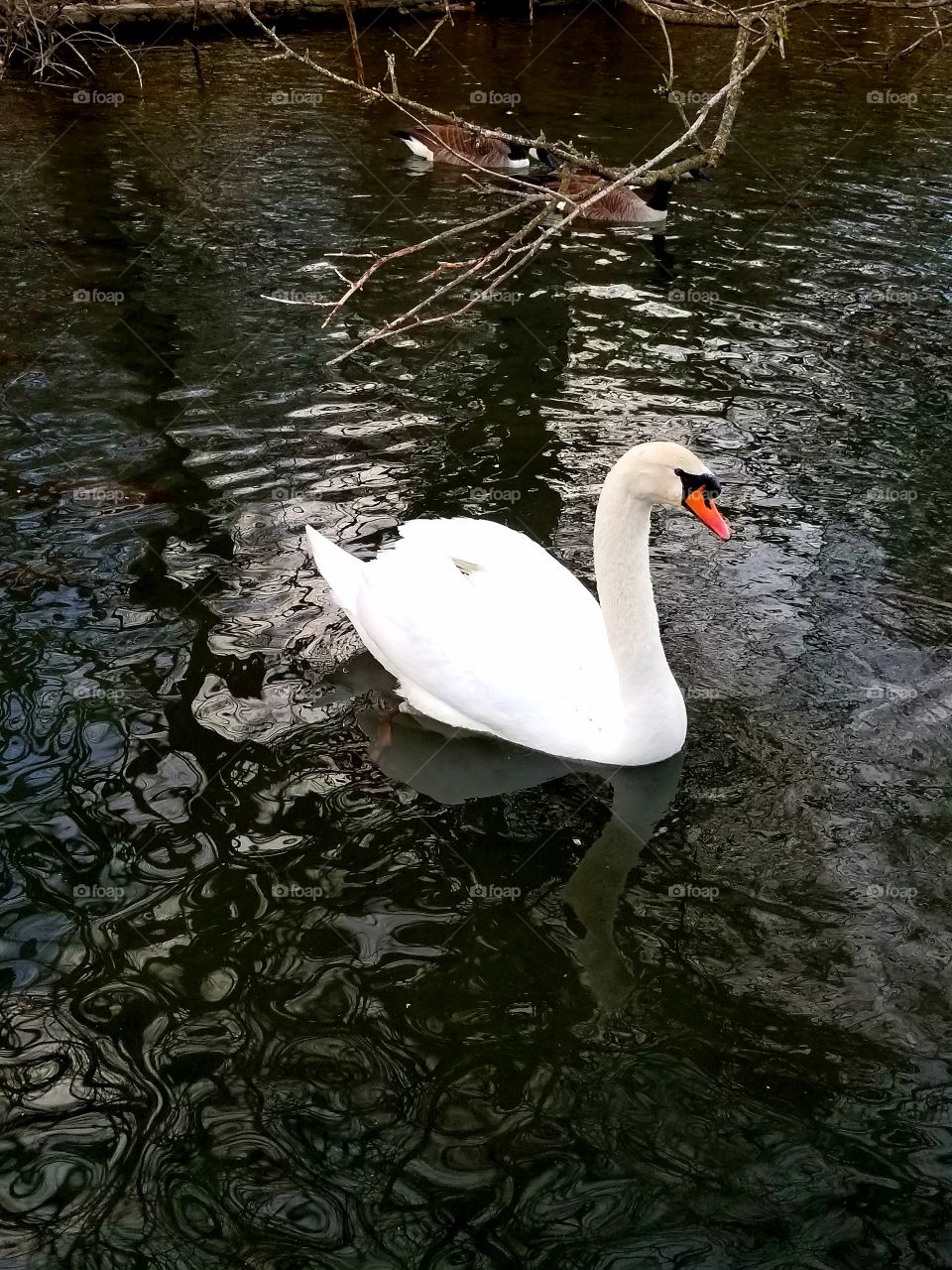 Swan in City Park