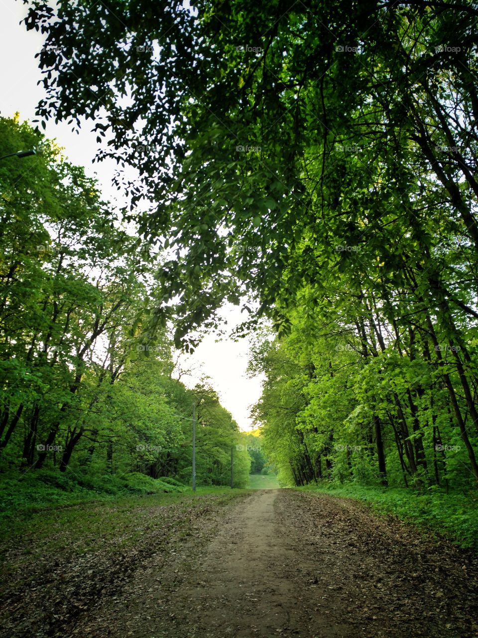 forest path