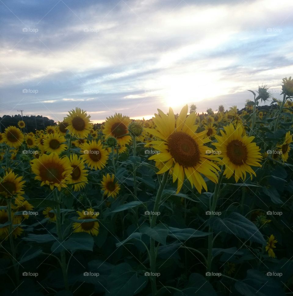 sunset. the fild of  sunflowers