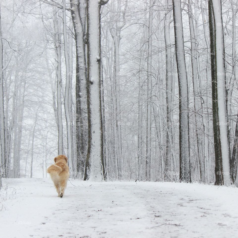 walking in a snow covered forest with someone you love
