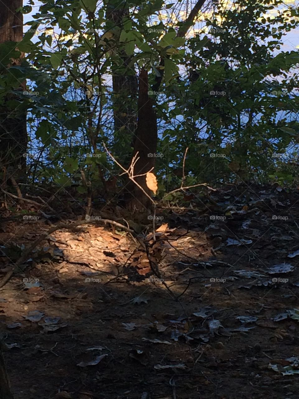 Last dangling leaf gets the spotlight