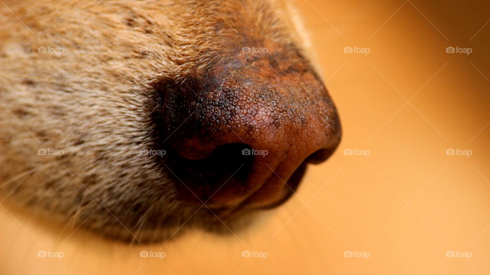 dog nose