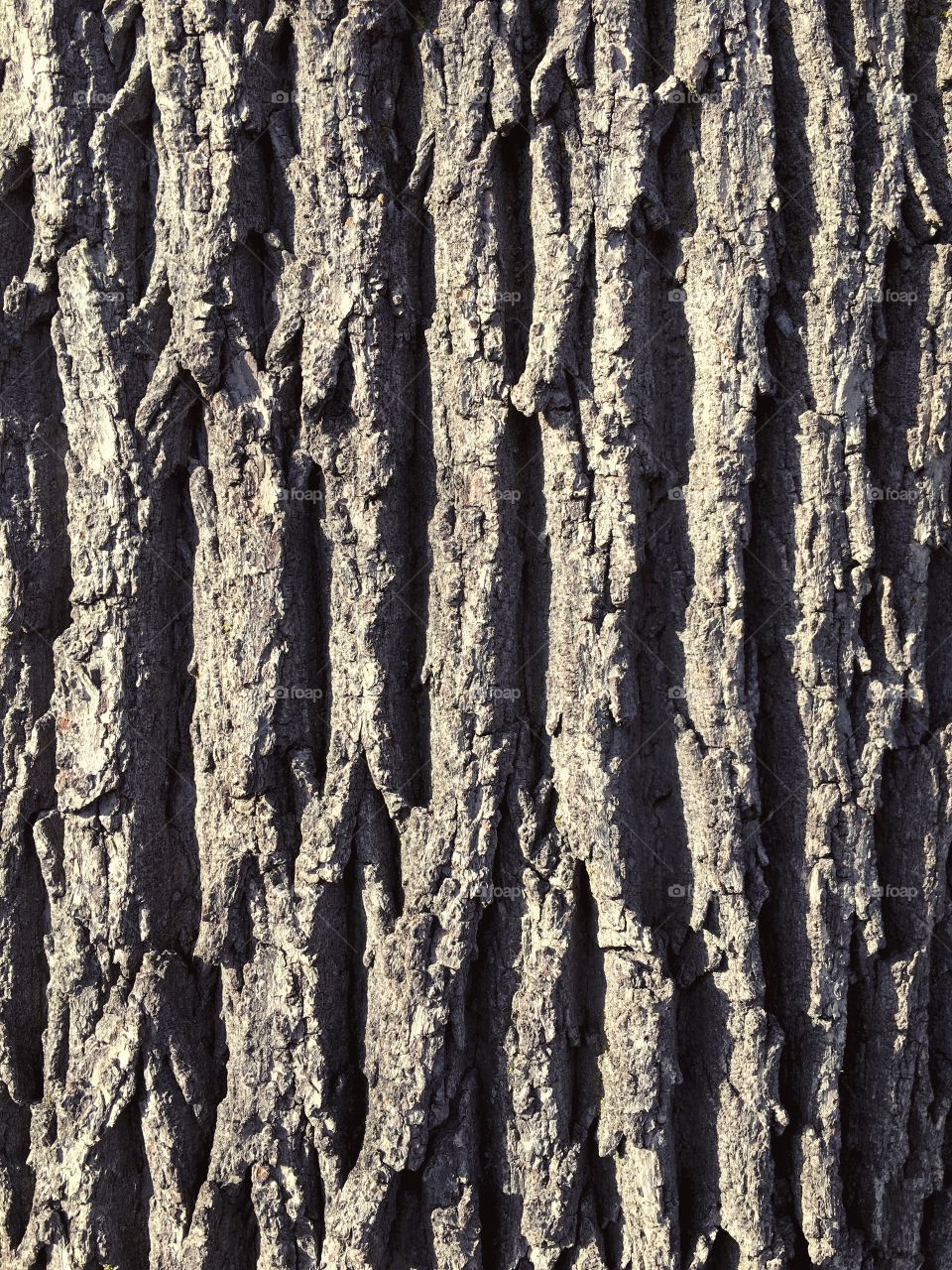 Tree texture