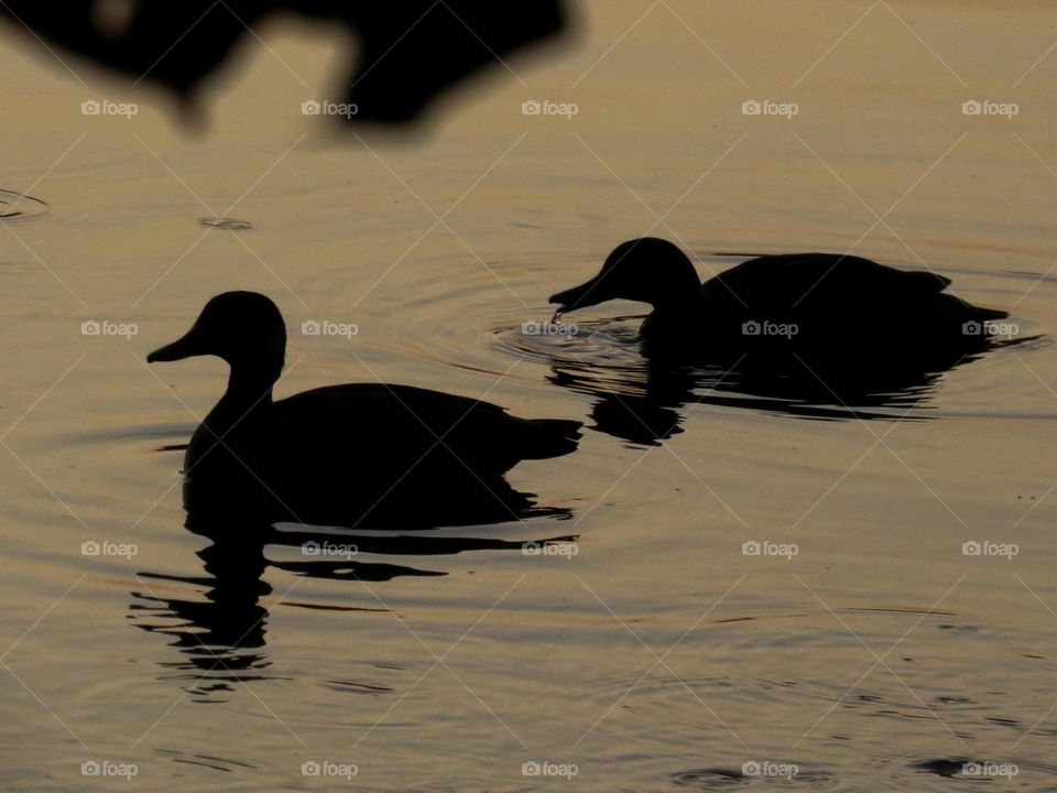 Casal de Marrocos nadando tranquilamente