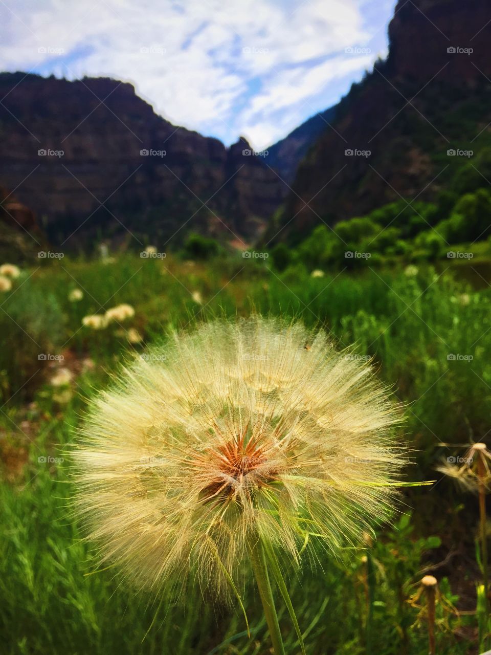 Just Dandy-lion. Glenwood springs, CO