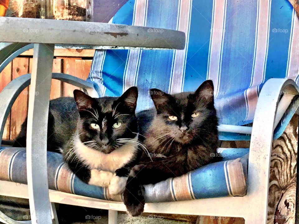 Cute black cats in Indiana 