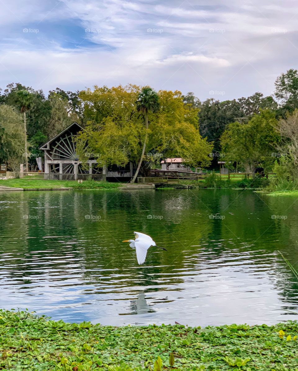 Wildlife at scenic De Leon Springs